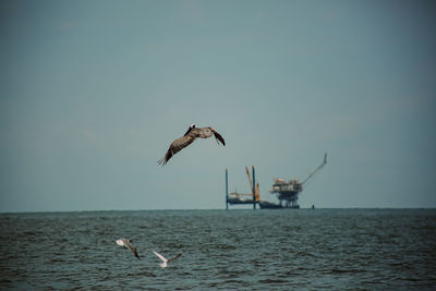 Seagulls flying over sea