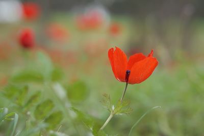 Close-up of red flower