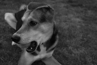 Close-up of dog looking away