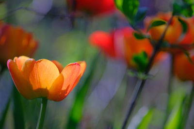 Close-up of orange tulips