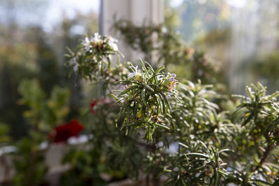Close-up of white flowering plant