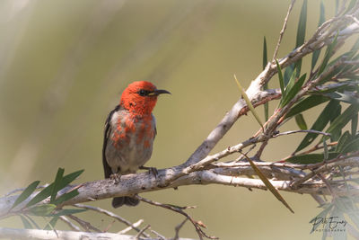 Close-up of bird perching on branch