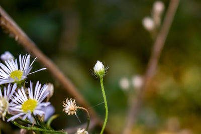 Close-up of white flowering plant