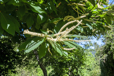 Low angle view of green leaves on tree