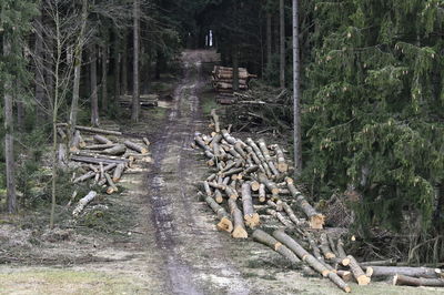 Stack of logs in forest