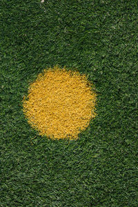 High angle view of yellow flowering plants on field