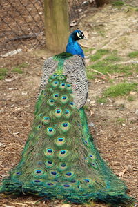 Peacock feathers