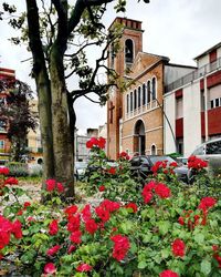 Red flowering plants by building in city