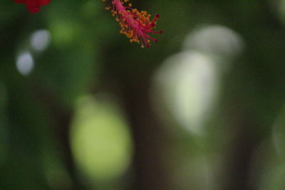Close-up of fresh green autumn leaves