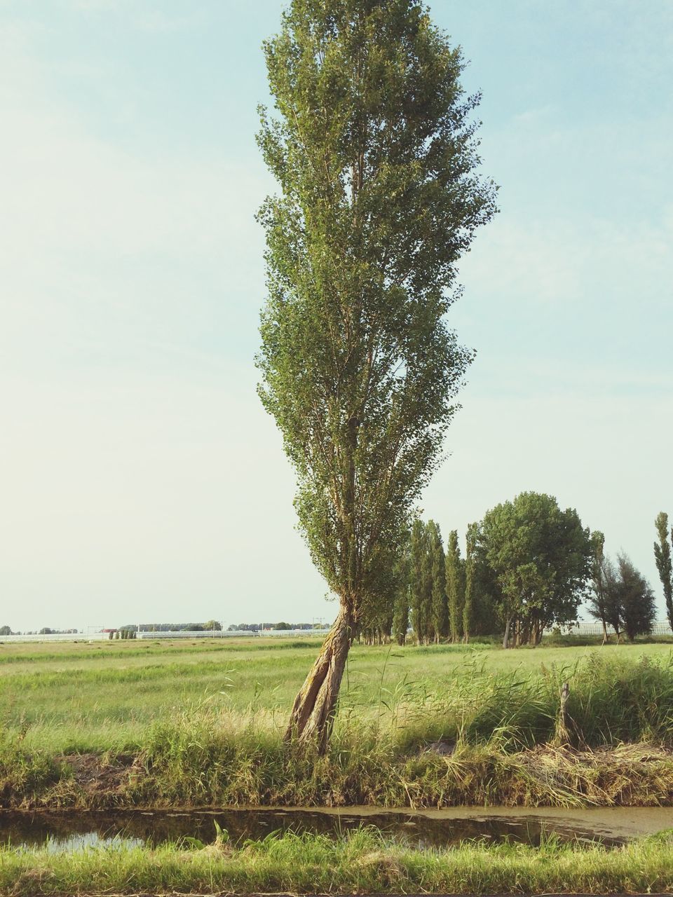 grass, tree, field, tranquility, tranquil scene, landscape, green color, growth, sky, scenics, nature, beauty in nature, grassy, green, rural scene, clear sky, day, non-urban scene, agriculture, idyllic