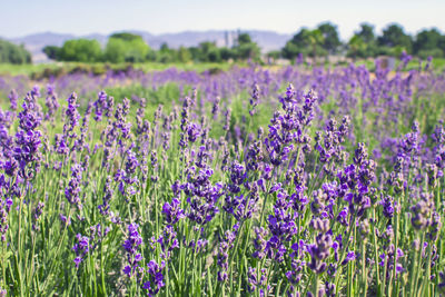 Close-up of purple flowering plants on field
