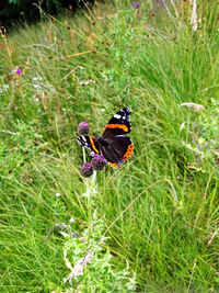 High angle view of butterfly on flower