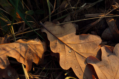 Close-up of dry autumn leaves