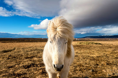 Close-up of white horse on field against cloudy sky