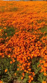 High angle view of yellow flowers blooming on field