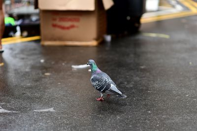 Pigeon perching on a street