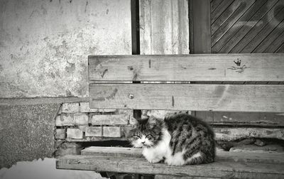 Portrait of cat sitting against wall