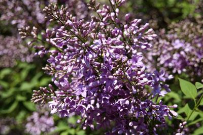 Close-up of purple flowers blooming outdoors