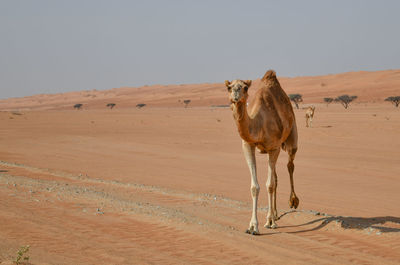 Full length of camels walking in desert against clear sky