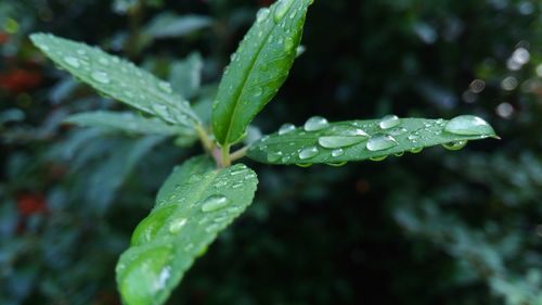 Close-up of water drops on plant