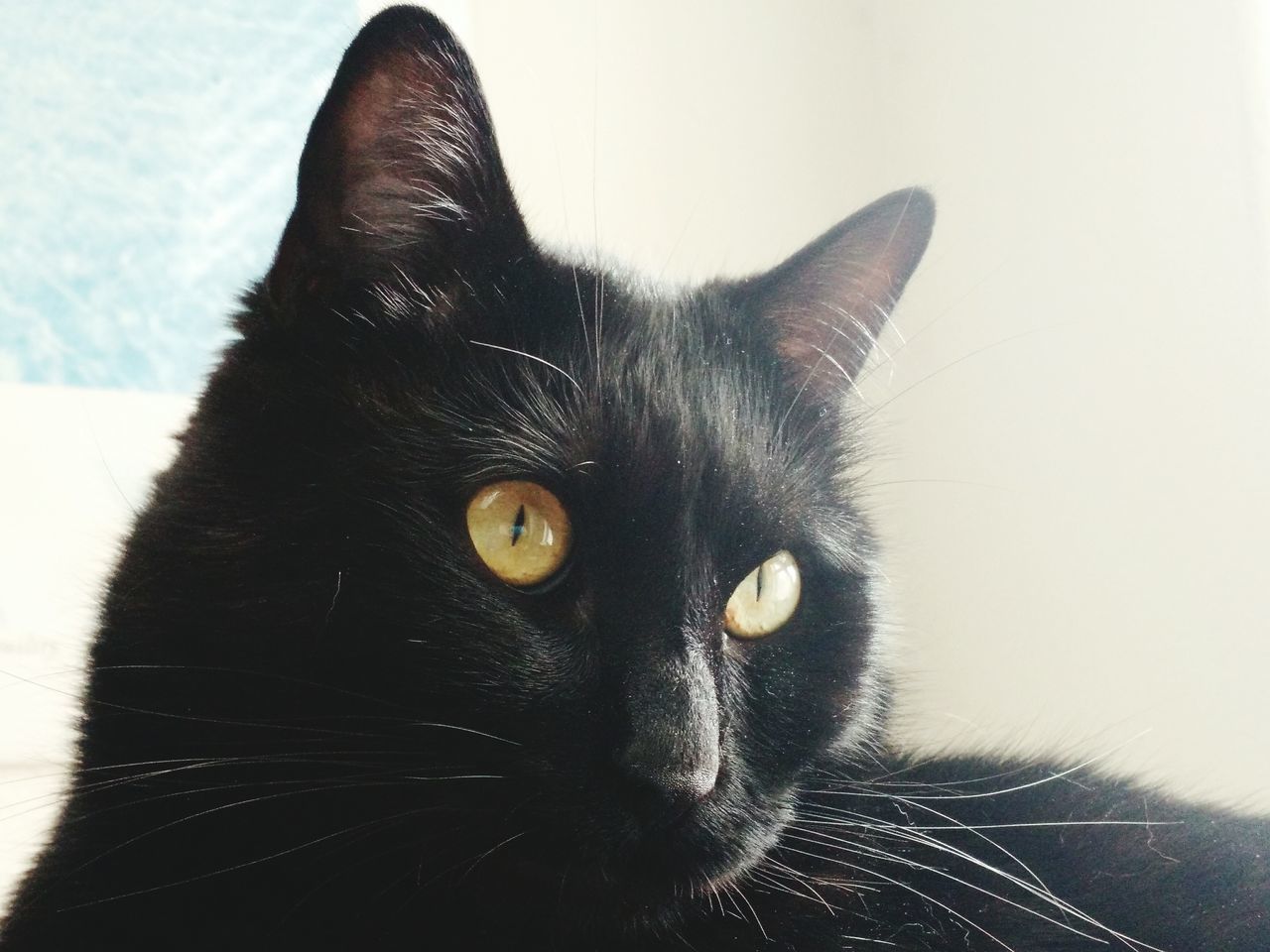 CLOSE-UP OF BLACK CAT ON FLOOR