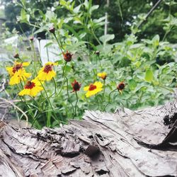 Close-up of flowers blooming outdoors