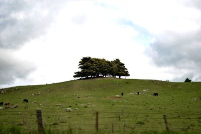 Domestic animals grazing on green hill