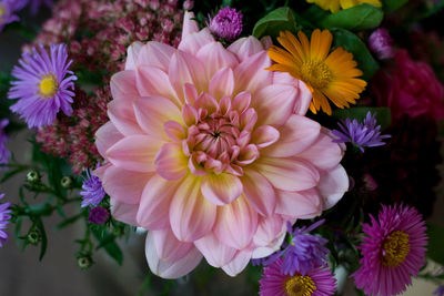 Close-up of dahlia blooming outdoors