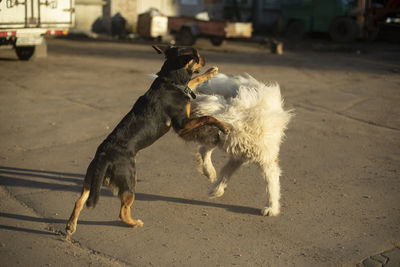 Dogs on street