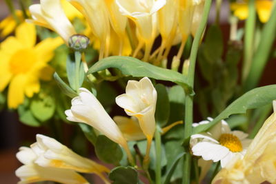 Close-up of yellow flowers blooming outdoors