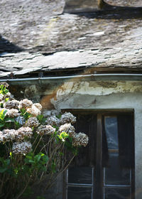 Close-up of plants against built structure