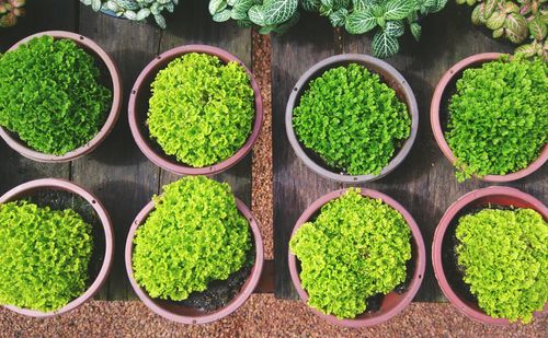 Green plants in park