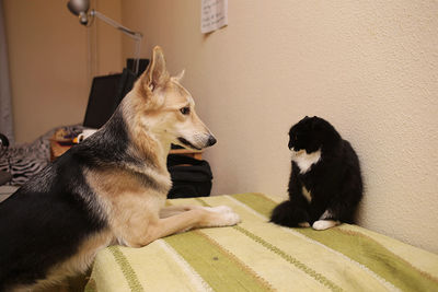 Dogs relaxing at home