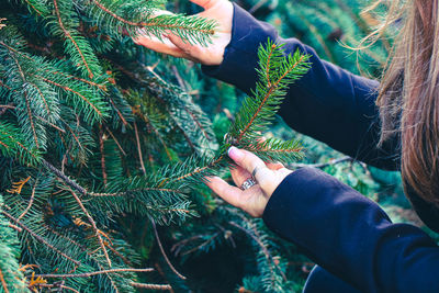 Midsection of woman holding branch of pine tree