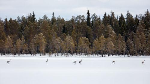 Trees on snow covered landscape against sky