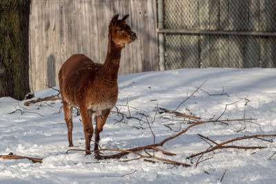 Horse standing on snow covered land