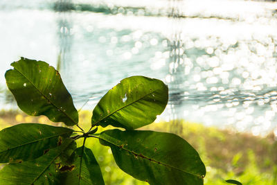 Close-up of wet plant leaf in lake