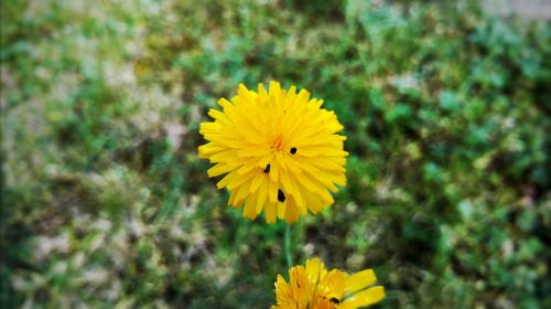 Close-up of yellow sunflower blooming on field