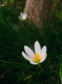Close-up of white crocus blooming outdoors