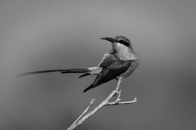 Low angle view of bird flying against clear sky