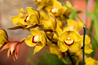 Close-up of yellow flowers against blurred background