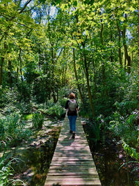 Rear view of woman walking on footpath amidst trees