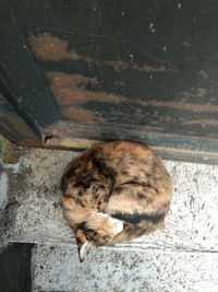 High angle view of tabby sleeping cat