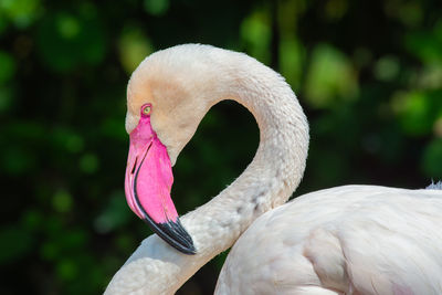 Close-up of swan