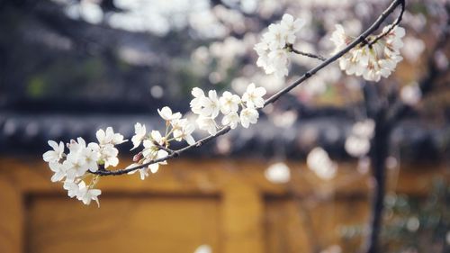 Close-up of white cherry blossom tree