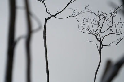 Low angle view of bare tree against sky