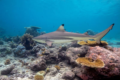 Fish swimming in sea