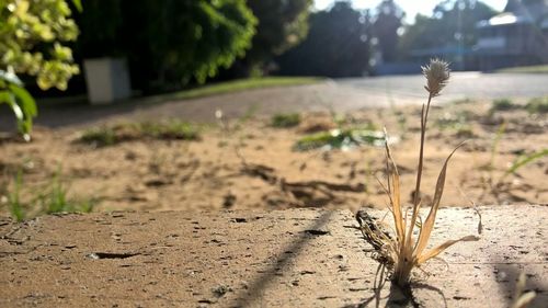 Close-up of plant against blurred background