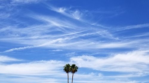 Low angle view of palm trees against blue sky