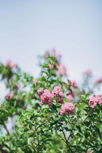 Close-up of pink flowering plants